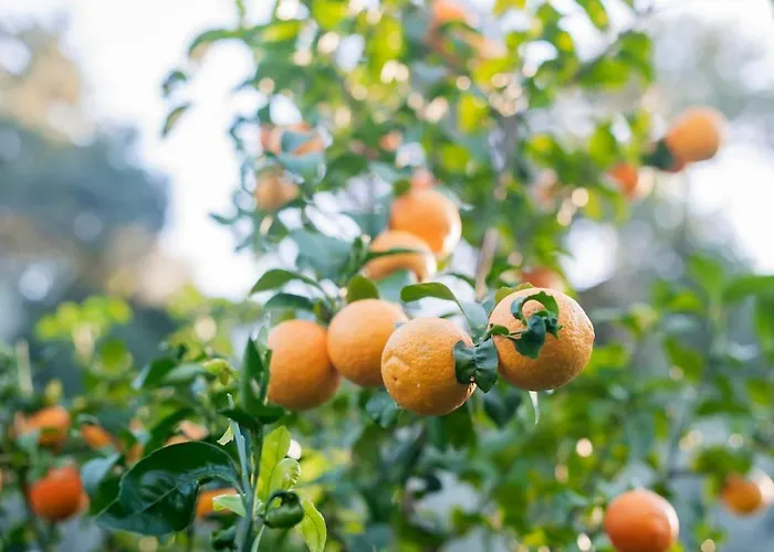 Case de vacanță Kastro - Country Rhodes City